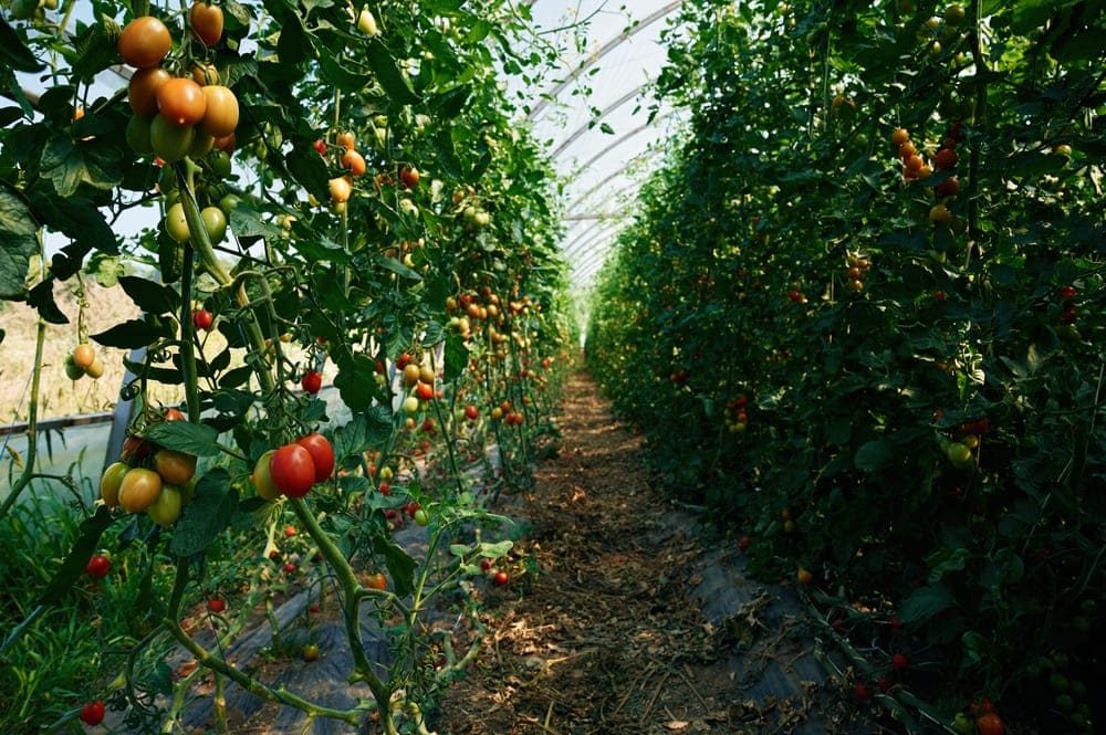 Czy pomidory naprawdę zasługują na miano skarbnicy zdrowia w cateringu dietetycznym? 3 Uprawa pomidorów na plantacji, zarówno w gruncie, jak i w tunelach foliowych, dla uzyskania najwyższej jakości warzyw.