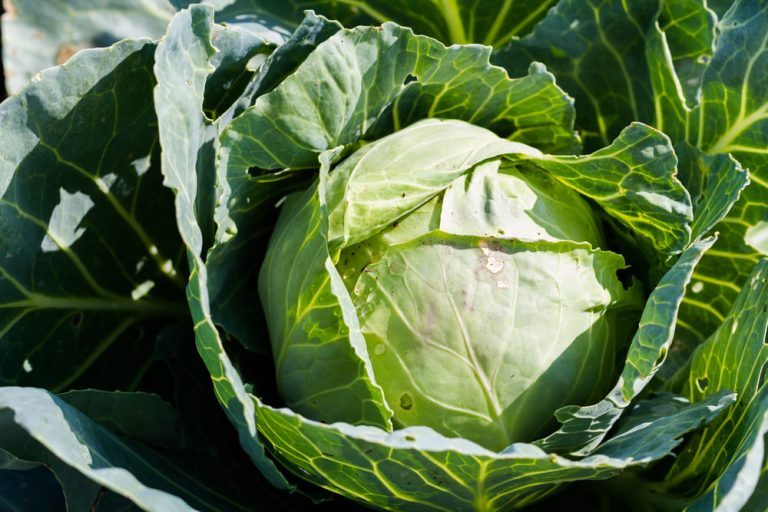 kapusta biala w cateringu dietetycznym Kapusta biała w cateringu dietetycznym FitApetit - czy to dobre rozwiązanie w diecie pudełkowej?