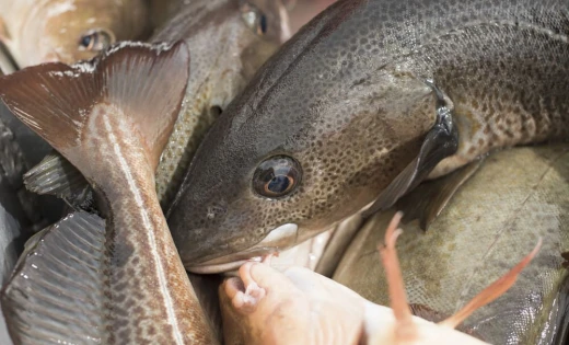 Dorsz w FitApetit to lekka ryba o delikatnym smaku i niskiej zawartości tłuszczu. Dostarcza cennych kwasów omega-3 i białka. Idealny wybór do lekkich, wyważonych posiłków.