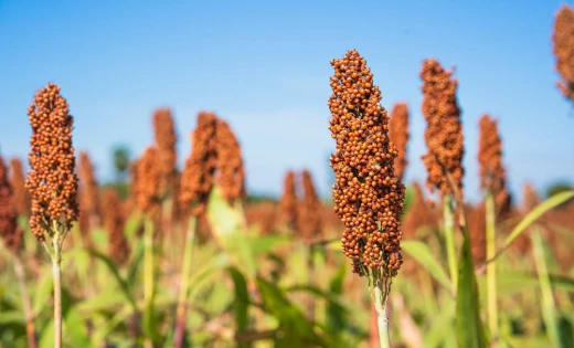 Bezglutenowe sorgo jest wykorzystywane do produkcji zdrowych produktów.